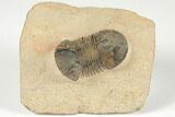 Paralejurus Trilobite Fossil - Foum Zguid, Morocco #204223-2